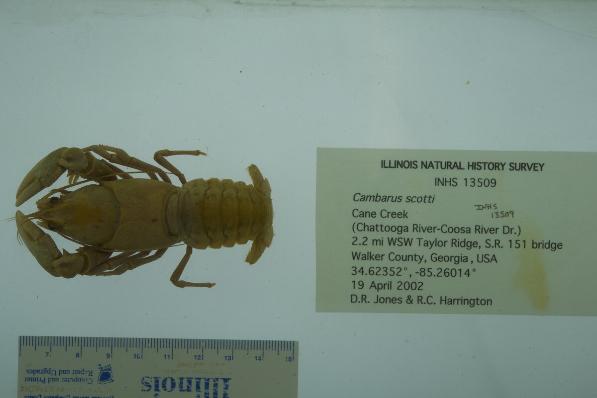Cambarus scotti image